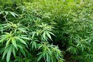 Житель Плесецкого района увлекался наркотиками растительного происхождения