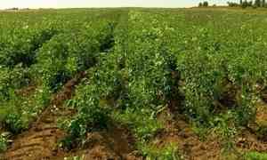 Семена для "картошки-фри" будут выращивать в Котласском округе