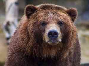 В поселке под Архангельском обнаружили следы медведя