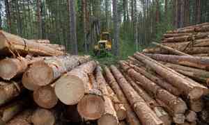Минлеспром региона рассказал гражданам об их правах на заготовку древесины для собственных нужд