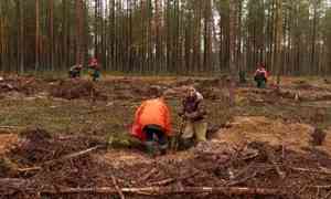 В Архангельской области подводят итоги Всероссийской акции «Сохраним лес»