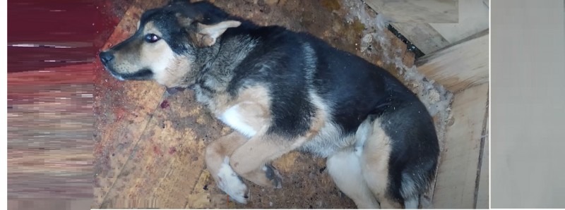 Недобрый «Добрый дом»: условия содержания собак в приюте шокировали зоозащитников. Что нашла прокуратура