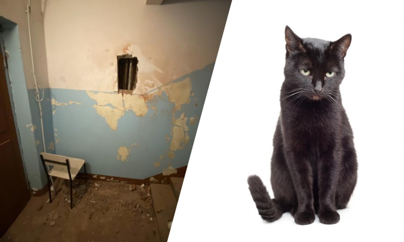 В Северодвинске спасатели сломали стену, чтобы спасти котика