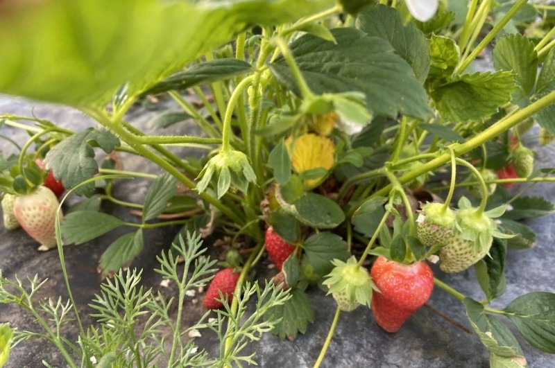 В Поморье развивают меры поддержки фермеров, занятых в сфере выращивания плодово-ягодных культур