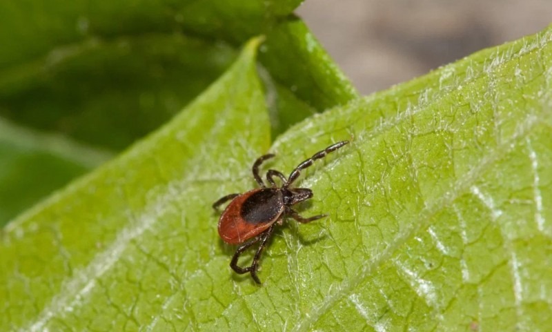 В Архангельской области клещи укусили уже 1638 человек В Архангельской области клещи укусили уже 1638 человек