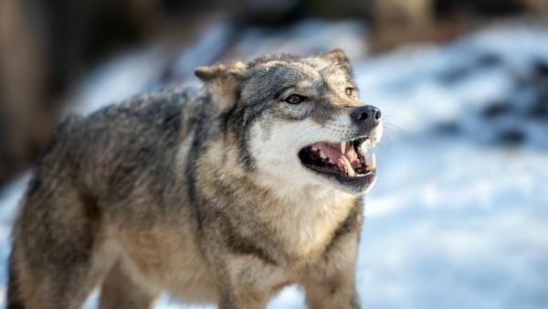 На юге Архангельской области волк забрался во двор частного дома и утащил кошку