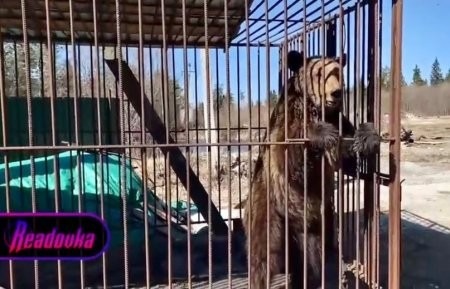 Вельский медведь в заточении попал под опеку прокуратуры