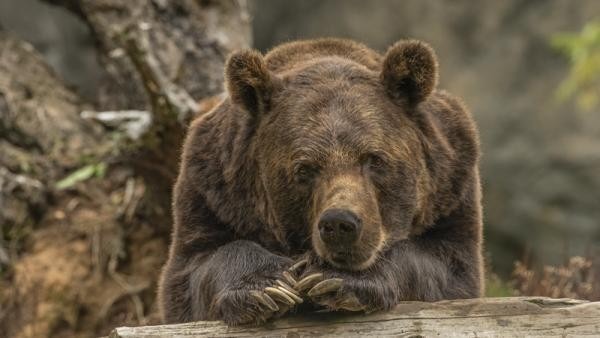 В Архангельской области медведь в клетке привлек внимание прокуратуры