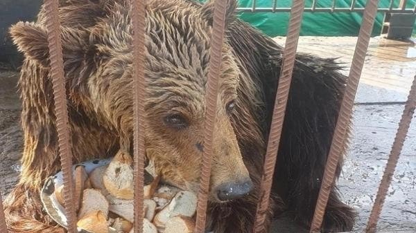 Архангельская общественность потребовала спасти замученного медведя 