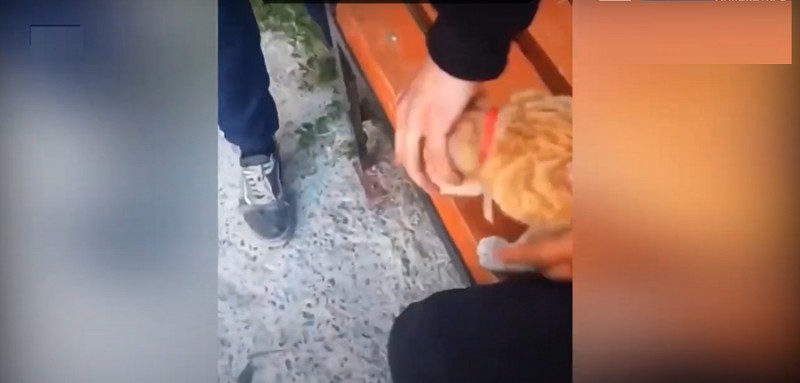 В социальных сетях обсуждают двух идиотов из Архангельской области, пытавшихся споить кота