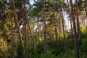 В САФУ обсуждают вопросы таёжного и притундрового лесоводства