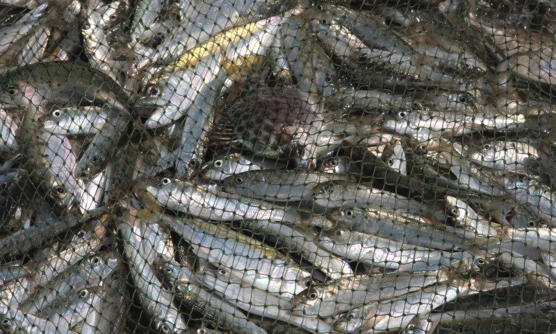 В Ленском районе у супругов-браконьеров отобрали рыбу, сети, лодку и вёсла