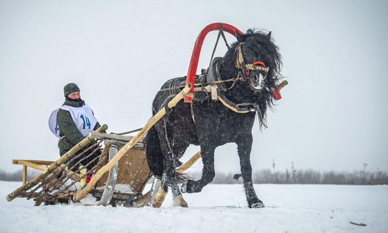 В России выросла численность лошадей мезенской породы