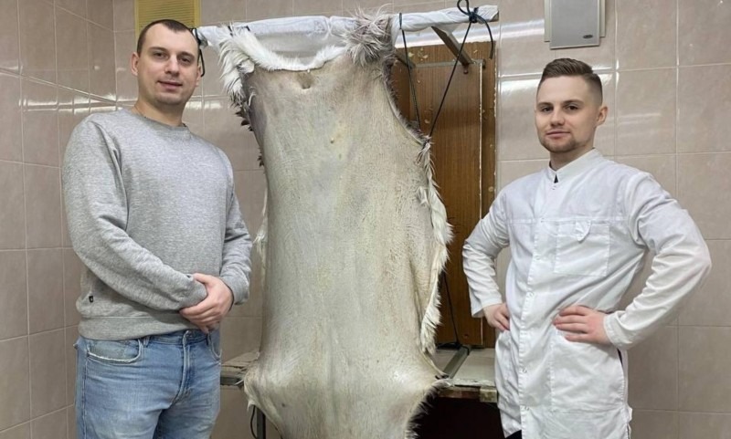 Ученые Архангельска нашли новый биоматериал для заживления ран из шкуры северного оленя
