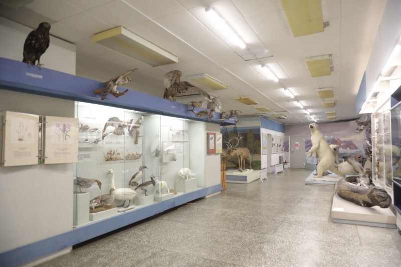В Архангельском краеведческом музее впервые за полвека модернизируют экспозицию, посвященную природе Севера