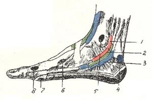 Чем интересна топографическая анатомия человека