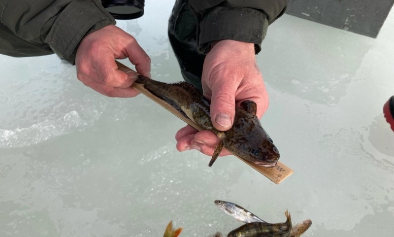 В Кенозерье прошёл праздник зимней рыбалки «Налим Малиныч»