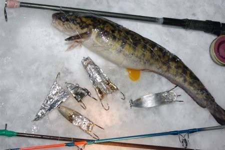 Праздник зимней рыбалки "Налим Малиныч" наконец-то оправдал свое название