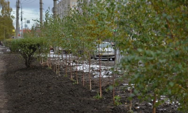Прокуратура Архангельска выявила нарушения в озеленении города