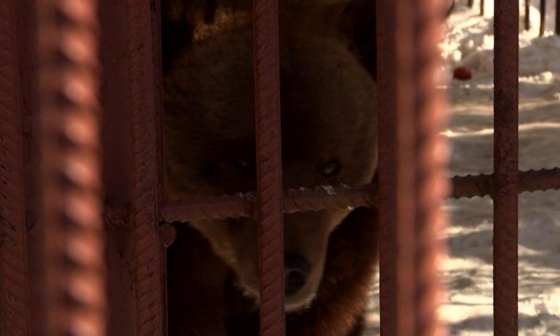 В заповеднике «Ненецкий» проснулся любимец публики — медведь Мишка