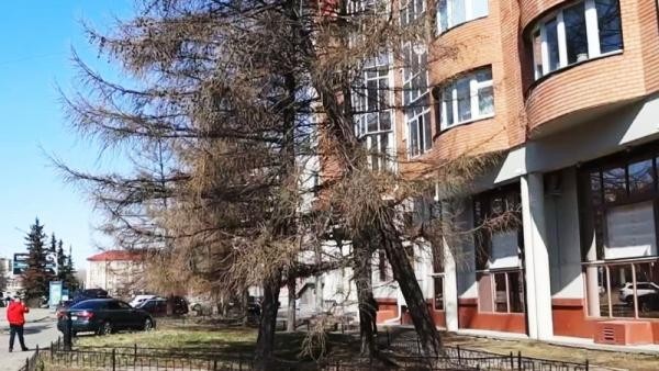 «Люди рискуют жизнью»: в Архангельске призвали разобраться с аварийными деревьями