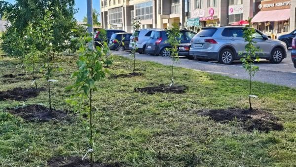 Сегодня в центре Архангельска появилась «юбилейная» аллея 