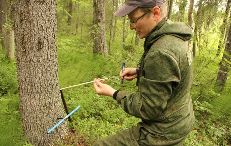 К концу 2024 года актуальность лесоустройства в Архангельской области достигнет 93 процентов