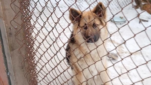 Три северянки завалили суды Поморья исками, требуя закрыть приют для собак