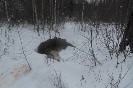 Лосиная охота в Шиловском заказнике влетела двум местным жителям в большую копеечку