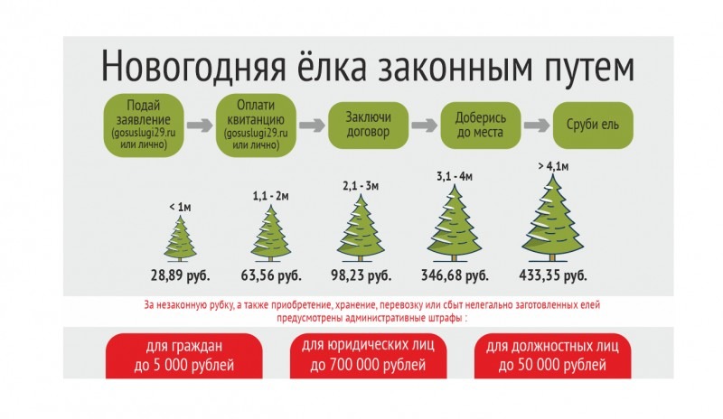 Лесничества Архангельской области приступают к заключению договоров на заготовку новогодних елей