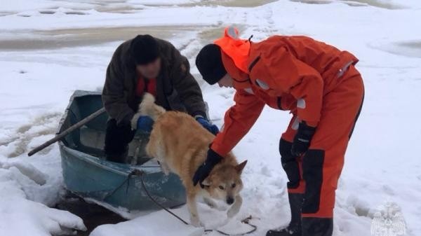 Под Архангельском пенсионер едва не утонул в ледяной воде, спасая своего пса