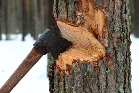 «Поморский лесной технопарк» разошелся с рубкой леса под видом инвестиционного проекта