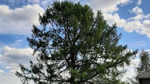 300-летняя лиственница с Пинежья может стать деревом года в России 300-летняя лиственница с Пинежья может стать деревом года в России