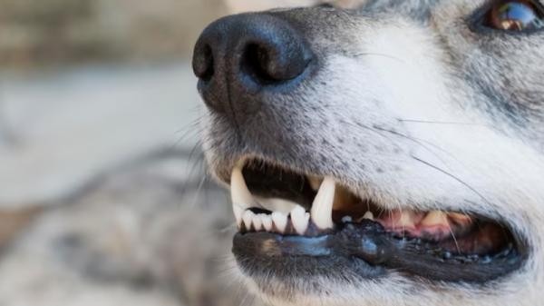 За год от нападения собак в Архангельской области пострадало свыше 80 детей За год от нападения собак в Архангельской области пострадало свыше 80 детей