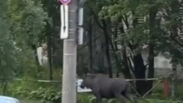 Архангелогородцев напугал дикий лось в центре города: животное сняли на видео Архангелогородцев напугал дикий лось в центре города: животное сняли на видео