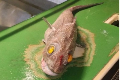 Увидеть горбатого кита на практике после второго курса Увидеть горбатого кита на практике после второго курса