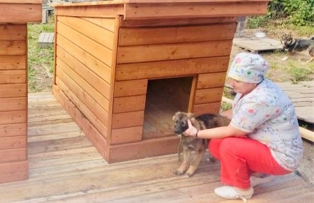 В колонии под Плесецком изготавливают собачьи будки