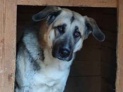 Всемирный день бездомных животных в САФУ Всемирный день бездомных животных в САФУ