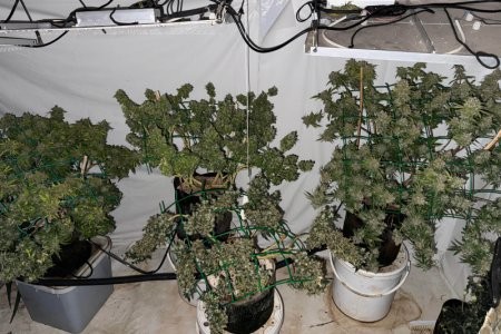 Архангелогородец устроил в своей квартире наркопоранжерею и дегустационную