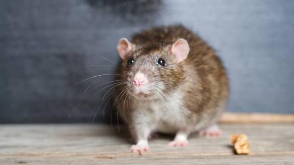 Осенью в Архангельске стартует вторая волна масштабной травли грызунов Осенью в Архангельске стартует вторая волна масштабной травли грызунов