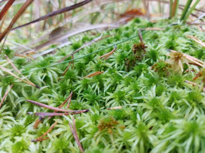 Проект препарата из мха «Сфагнум» получил поддержку конкурса «Умник»