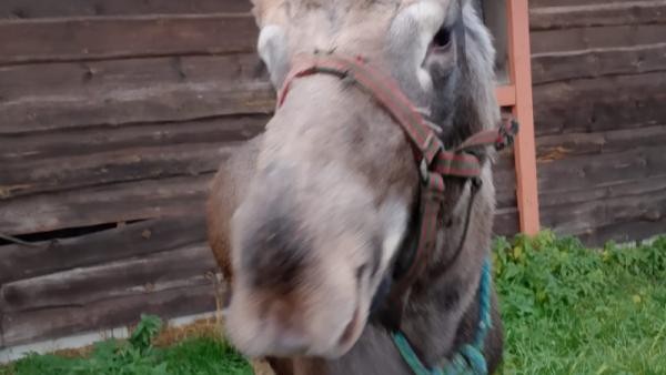 Спасенный в архангельском Кенозерье лосенок Федя обрел новый дом под Москвой