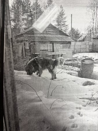 В Приморском округе собака облегчила кошелек своих хозяев на 60 тысяч