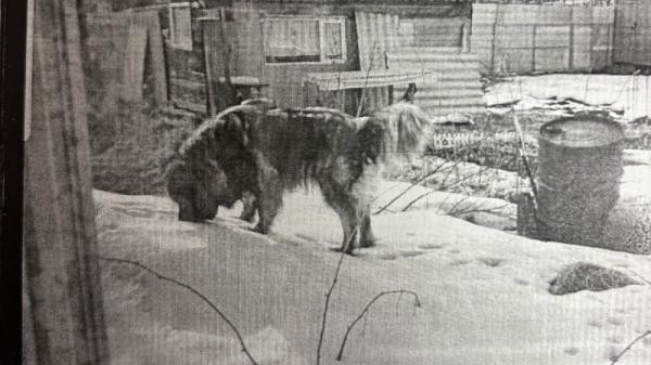 Прокуратура защитила пенсионерку, на которую напала собака в СНТ под Архангельском