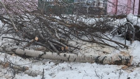 Слишком много зелени? В Архангельске уничтожили берёзовую аллею