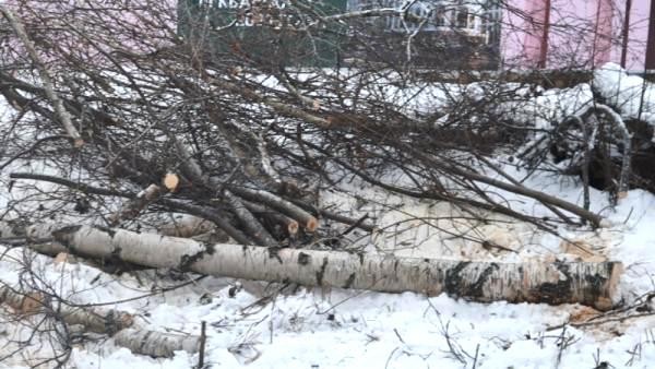 Жители подняли тревогу после вырубки берез у жилой стройки в центре Архангельска