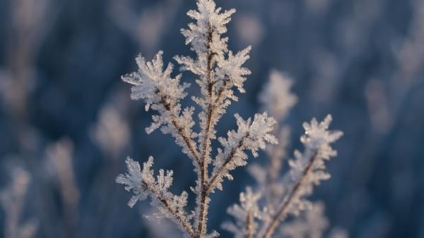 Архангельскую область ждет короткая оттепель перед новым витком морозов Архангельскую область ждет короткая оттепель перед новым витком морозов
