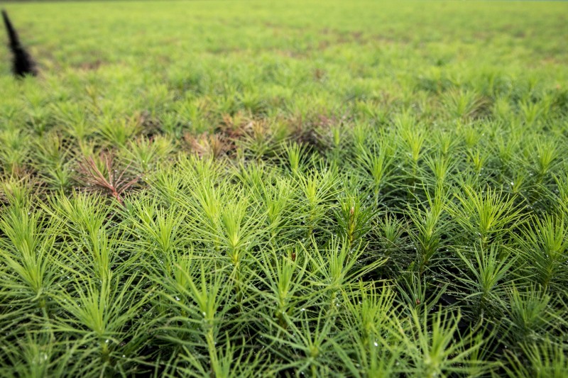 В Поморье назвали победителей регионального этапа всероссийского конкурса проектов юных лесоводов В Поморье назвали победителей регионального этапа всероссийского конкурса проектов юных лесоводов