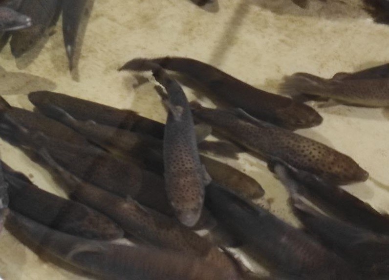 На Онежском рыбоводном заводе выпустили в реку очередную партию мальков кумжи На Онежском рыбоводном заводе выпустили в реку очередную партию мальков кумжи