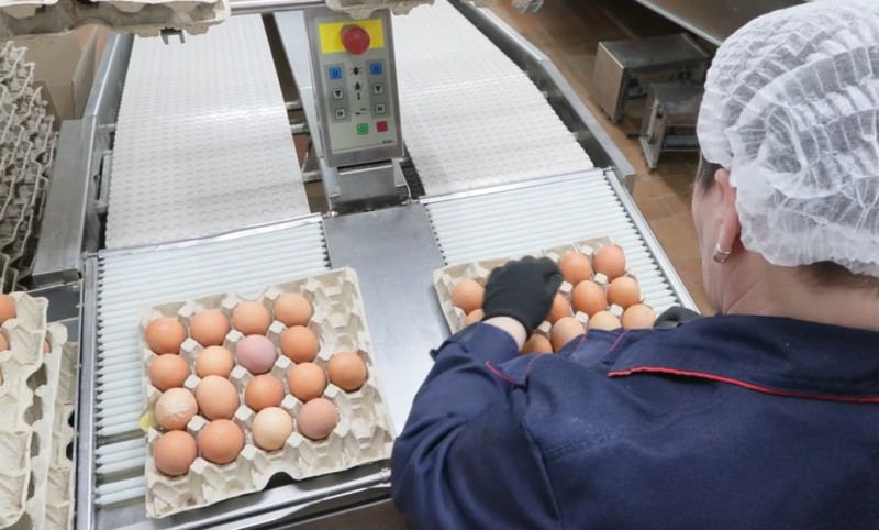 Котласская птицефабрика наращивает производство Котласская птицефабрика наращивает производство